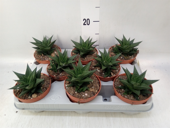 <h4>Haworthia limifolia</h4>