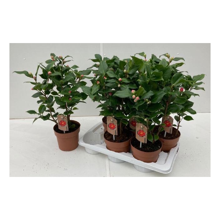 <h4>CAME J DR KING</h4>