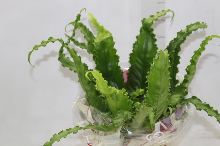 <h4>ASPLENIUM OSAKA CRESPO P17</h4>