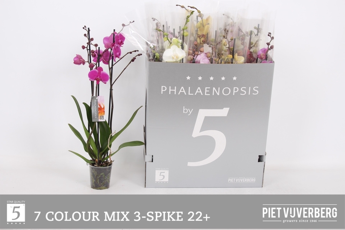 <h4>PHAL GEM 7 KL</h4>