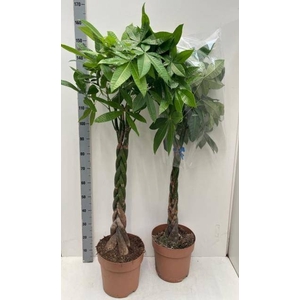 PACHIRA AQUATICA