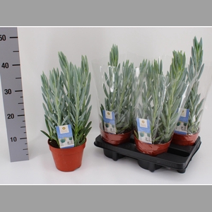 CURIO FIC MT EVEREST