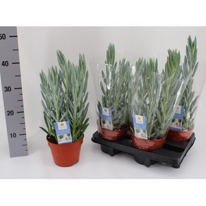 CURIO FIC MT EVEREST