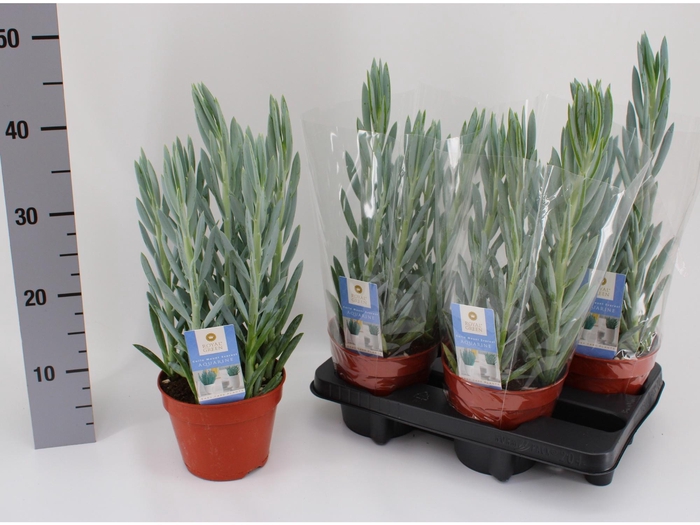 <h4>CURIO FIC MT EVEREST</h4>