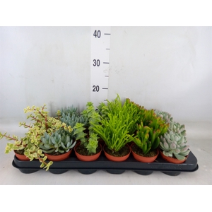 Succulents   ...mix 6