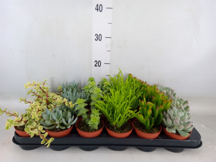 <h4>Succulents   ...mix 6</h4>