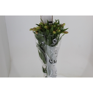 ALSTROEMERIA REBECCA 080 CM