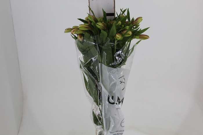 <h4>ALSTROEMERIA REBECCA 080 CM</h4>