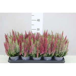 Calluna Beauty Lady Trio Amaties