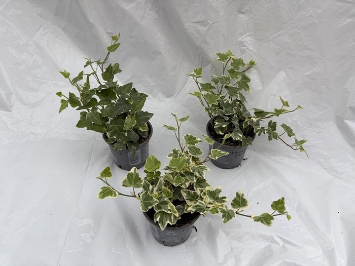 <h4>HEDERA HELIX P9 BONT</h4>