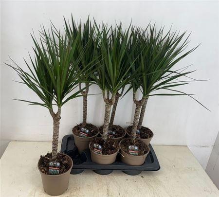 <h4>Dra Marginata</h4>