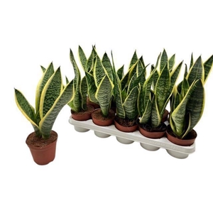 SANSEV FUTURA SUPERB