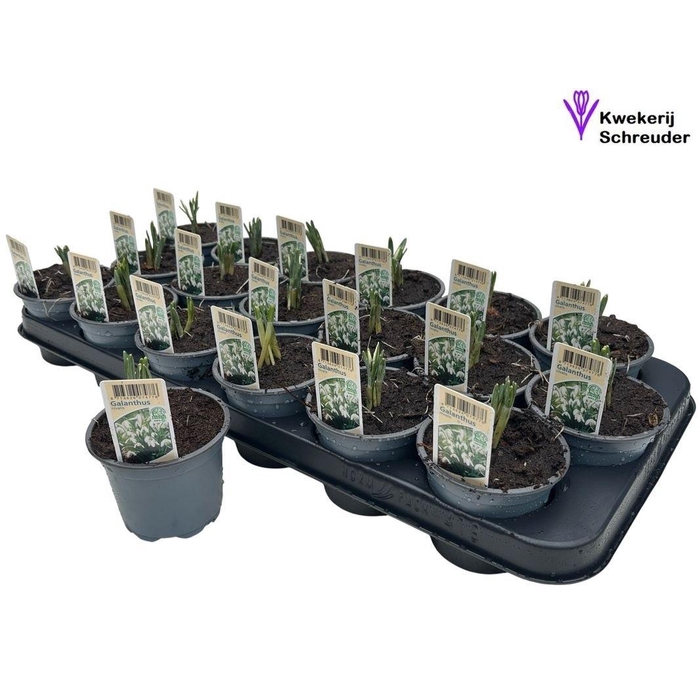 <h4>GALANTHUS NIV IN POT</h4>