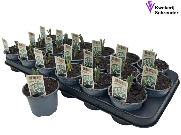 GALANTHUS NIV IN POT