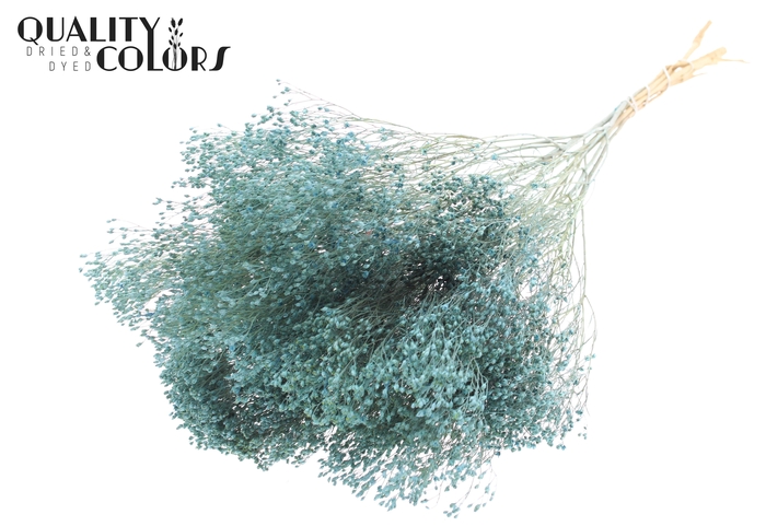 Broom Bloom p/bunch in poly Frosted Light Blue