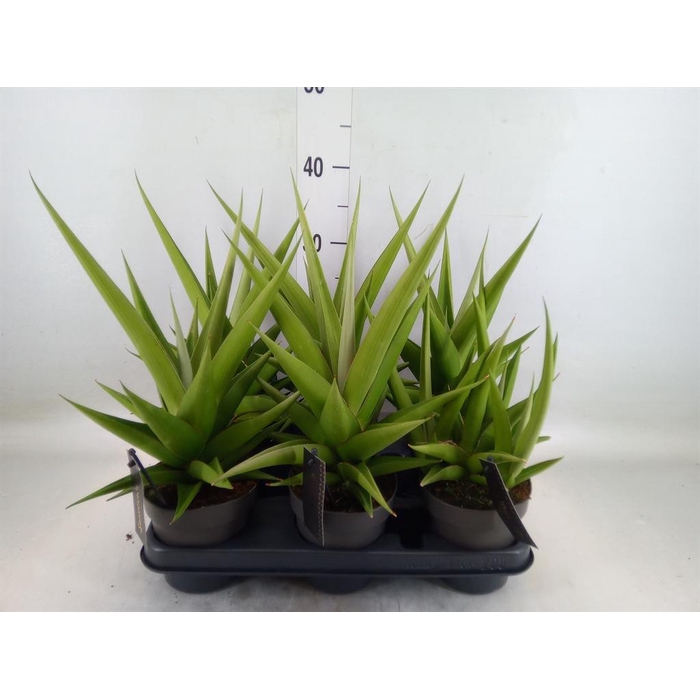 <h4>Sansevieria   ...</h4>