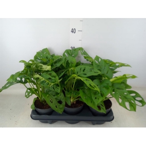 Monstera obliqua 'Monkey Mask'