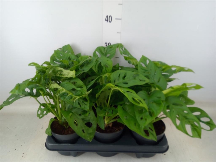 <h4>Monstera obliqua 'Monkey Mask'</h4>