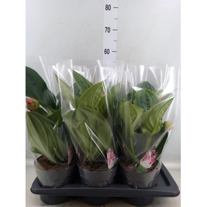 Medinilla magnifica 'Flamenco'