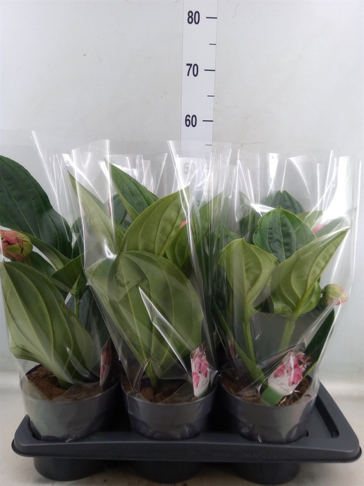 <h4>Medinilla magnifica 'Flamenco'</h4>