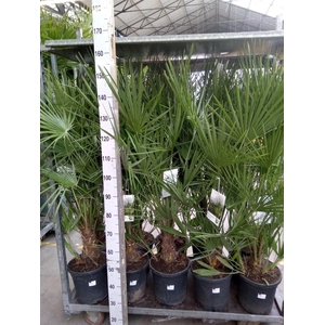 Chamaerops humilis
