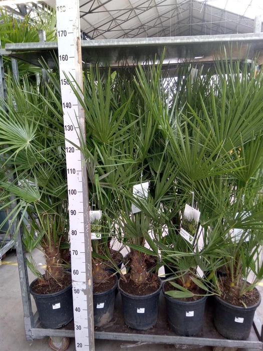 <h4>Chamaerops humilis</h4>