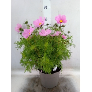 Cosmos bipinnatus