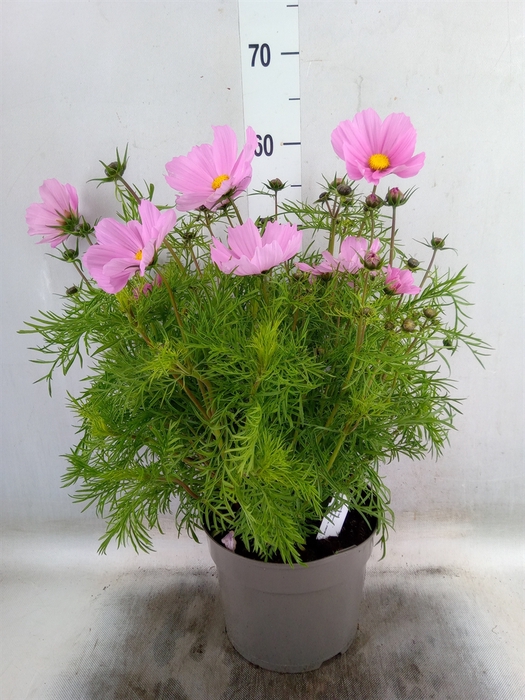 <h4>Cosmos bipinnatus</h4>