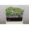 Oxypetalum Tweedia Blue