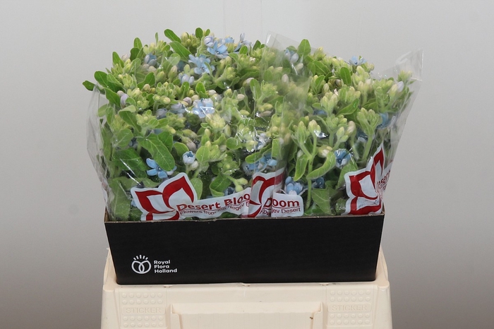 <h4>Oxypetalum Tweedia Blue</h4>