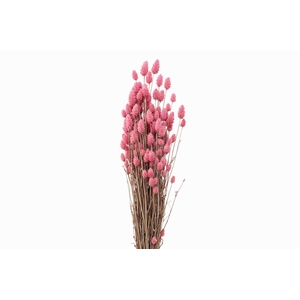 Dried Phalaris X5 Frosted L. Pink Bunch