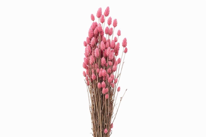 <h4>Dried Phalaris X5 Frosted L. Pink Bunch</h4>