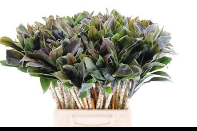 <h4>DRAC FR COMPACTA</h4>