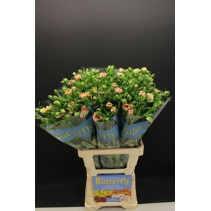 Ran Butterfly Ariadne 70cm