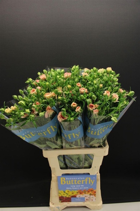 <h4>Ran Butterfly Ariadne 70cm</h4>