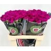 Dianthus St Happy Gema