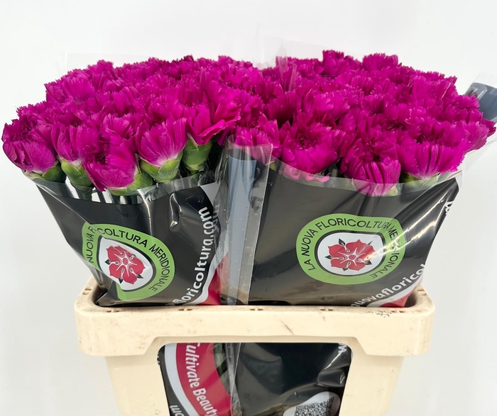 Dianthus St Happy Gema