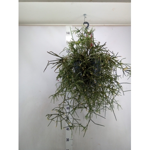 Rhipsalis pilocarpa