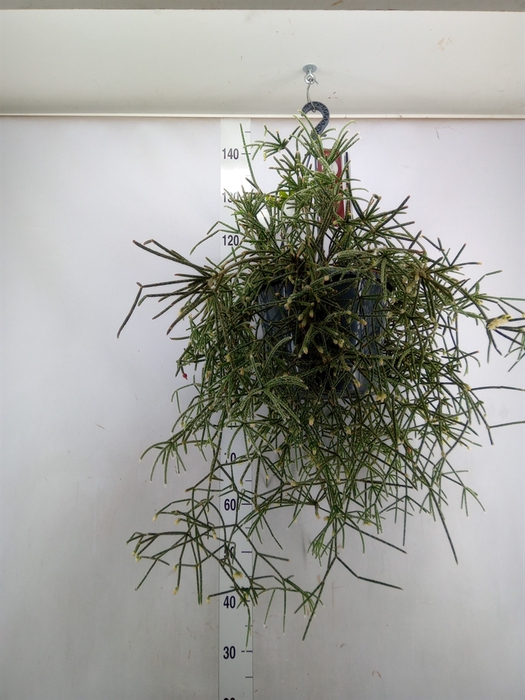 <h4>Rhipsalis pilocarpa</h4>