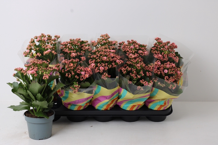 <h4>KAL GE PERFECTA PINK</h4>