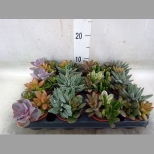 Succulents   ...
