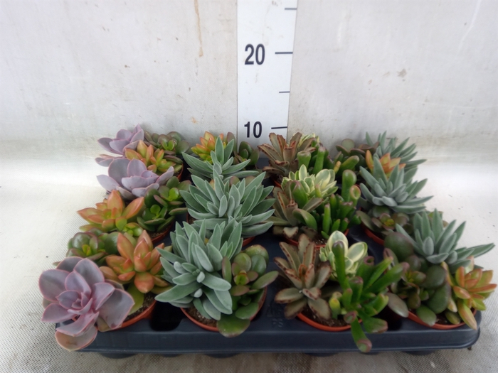 <h4>Succulents   ...</h4>