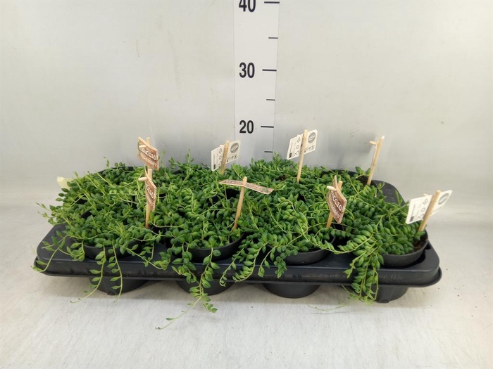 <h4>Senecio herreianus</h4>