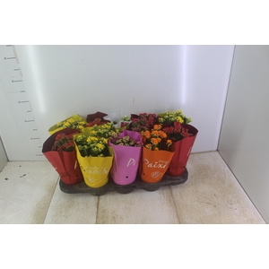 KALANCHOE DOBRADO PAIXOES P11