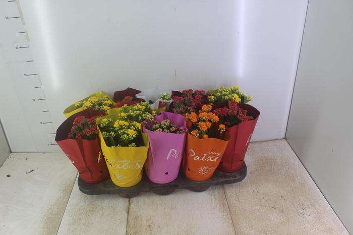 <h4>KALANCHOE DOBRADO PAIXOES P11</h4>