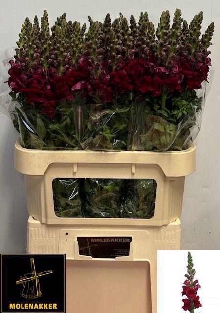 <h4>Antir Poto Red</h4>