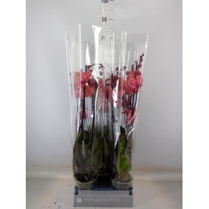 Phalaenopsis  'Ant Narbonne'