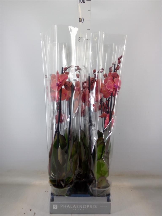 <h4>Phalaenopsis  'Ant Narbonne'</h4>