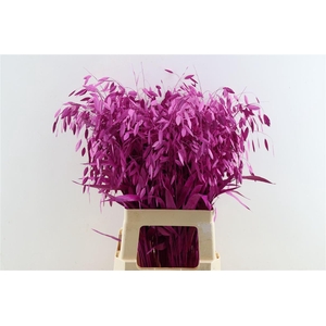 Siergras Chasmantium Klbh Erica