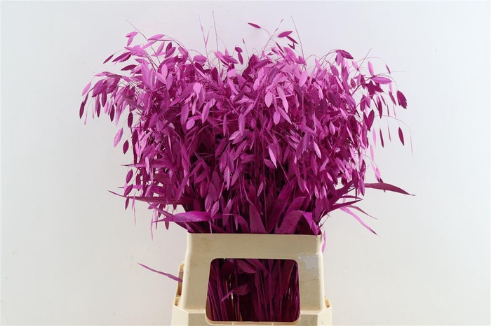 <h4>Siergras Chasmantium Klbh Erica</h4>